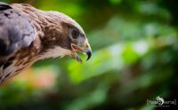 falknerei bergisch land greifvoegel portraits