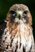 falknerei bergisch land greifvoegel portraits