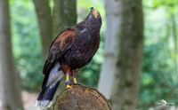 falknerei bergisch land greifvoegel portraits