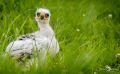 falknerei bergisch land greifvoegel portraits