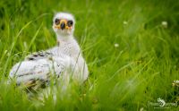 falknerei bergisch land greifvoegel portraits