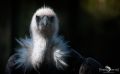 falknerei bergisch land greifvoegel portraits