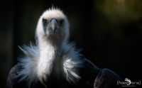 falknerei bergisch land greifvoegel portraits