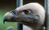 falknerei bergisch land greifvoegel portraits