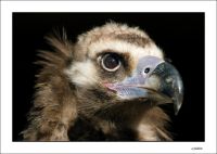 falknerei bergisch land greifvoegel portraits