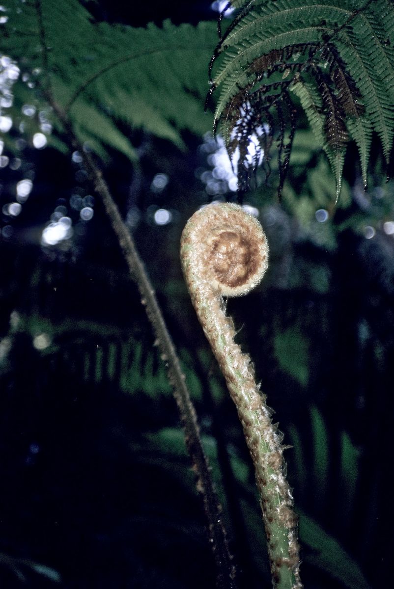 guatemala 1991