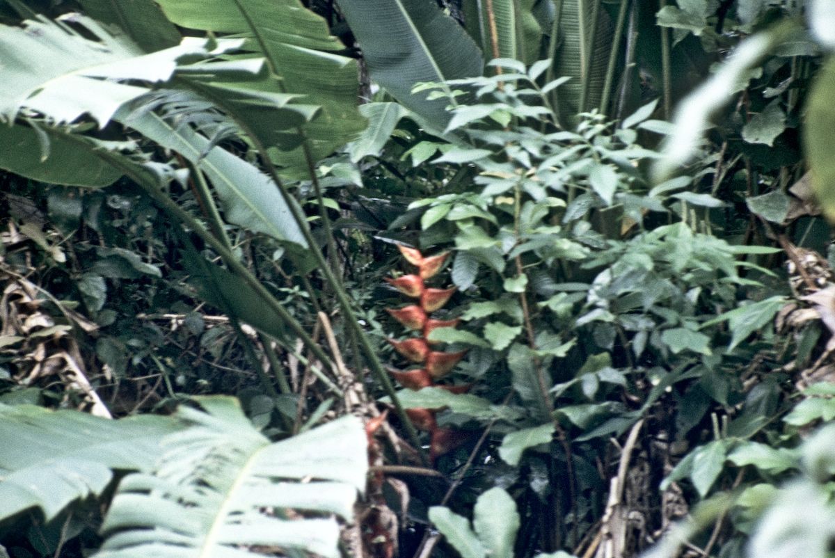guatemala 1991