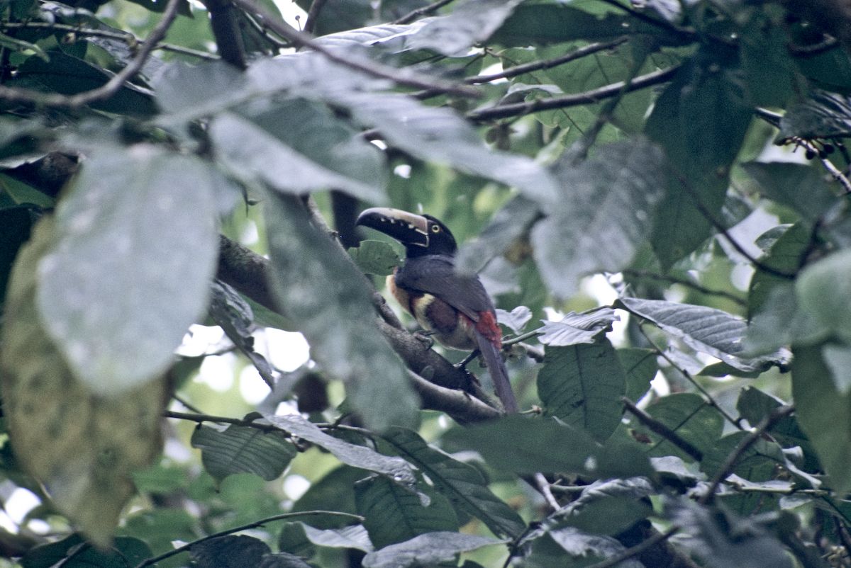 guatemala 1991