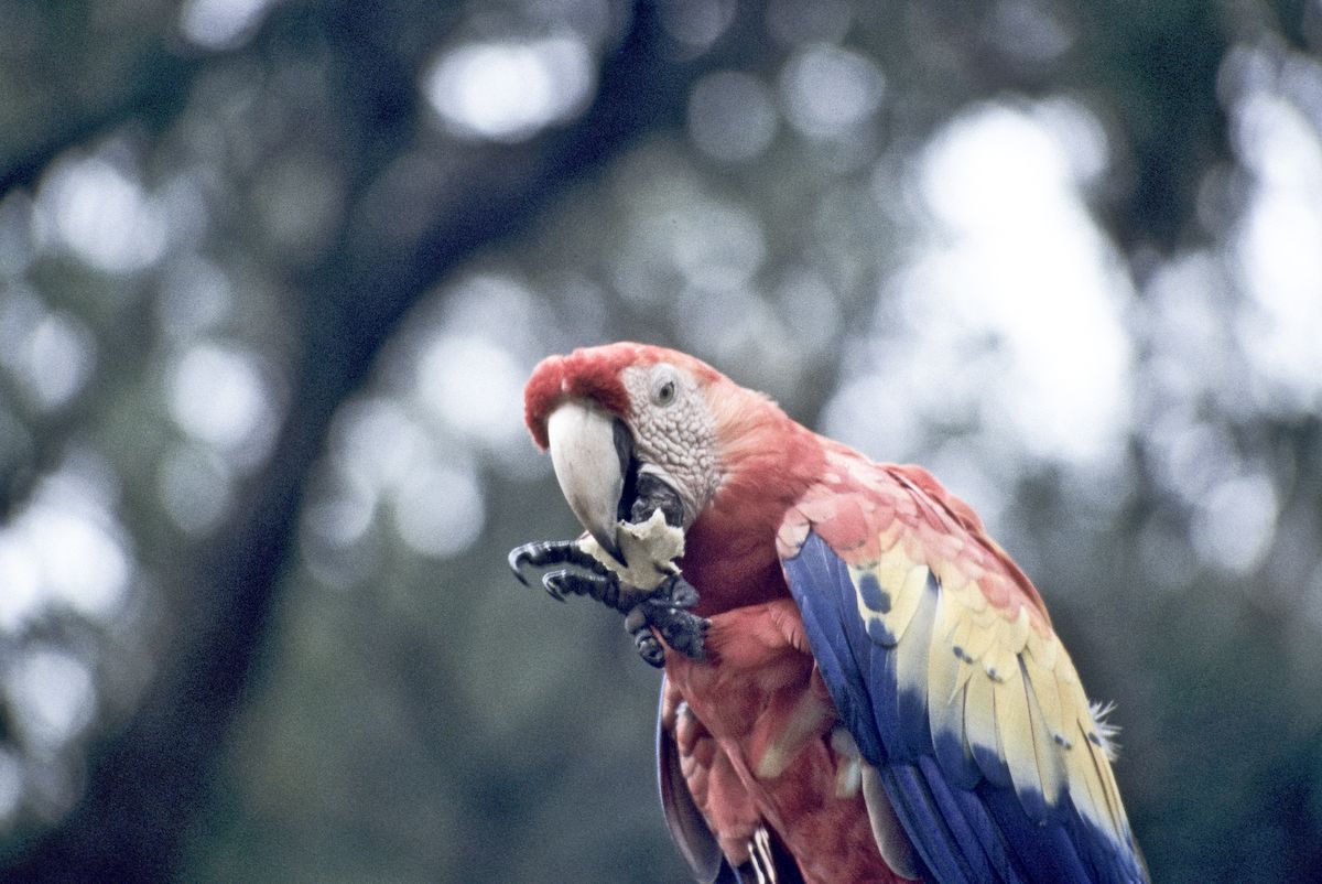 guatemala 1991