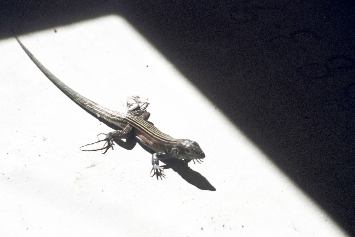 guatemala 1991