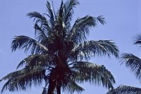 bali 1995