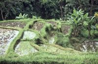 bali 1995