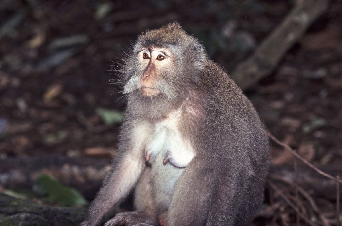 bali 1995