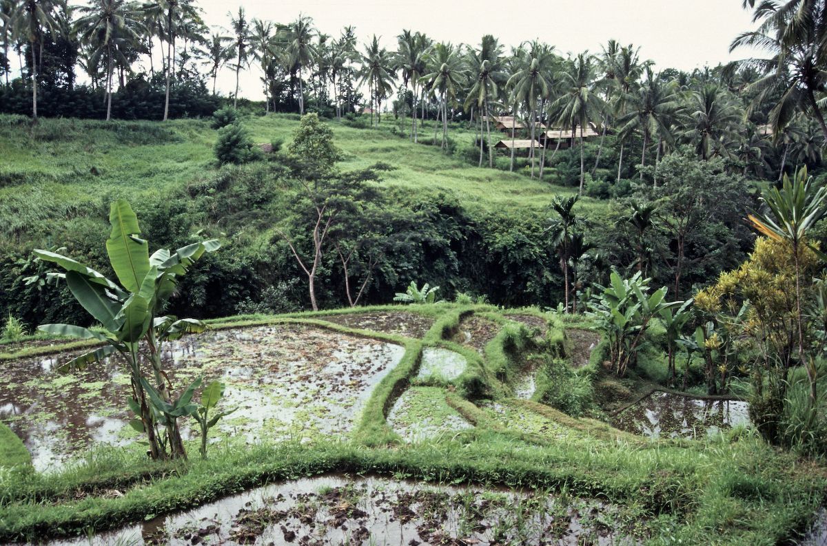 bali 1995
