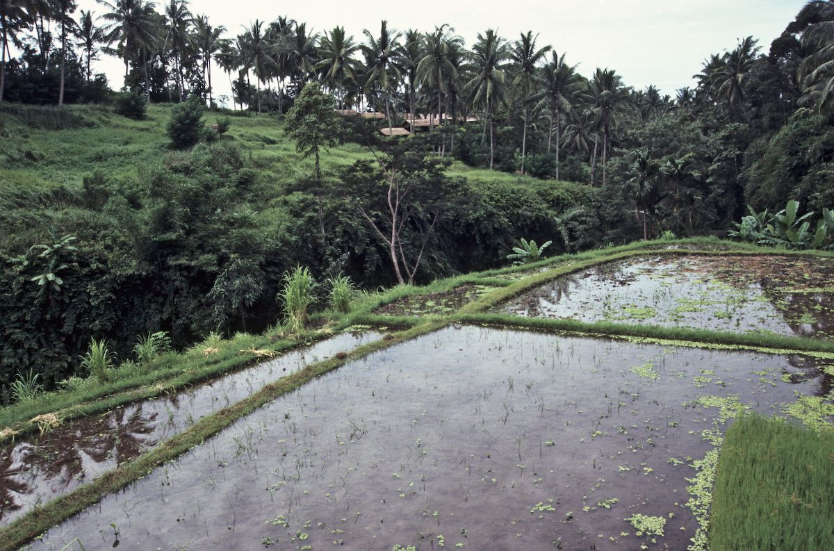 bali 1995
