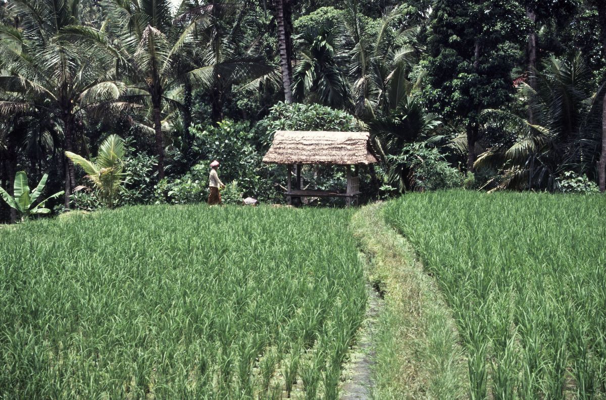bali 1995