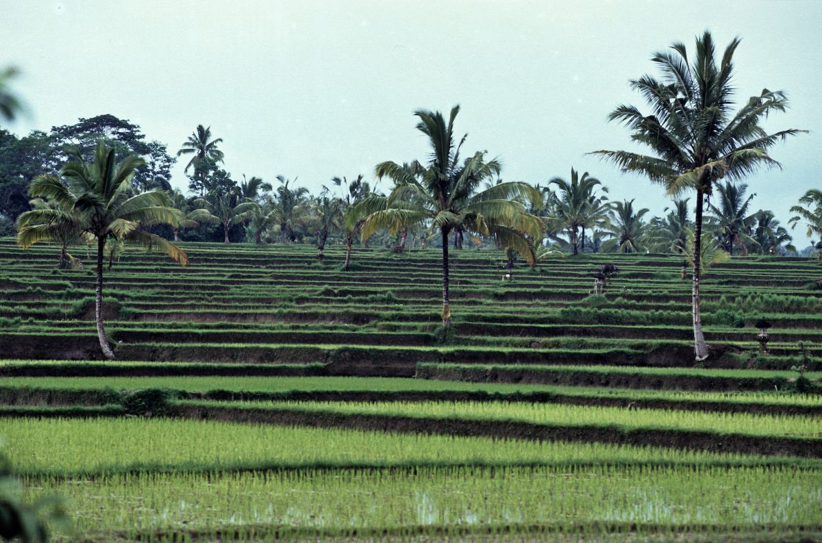 bali 1995