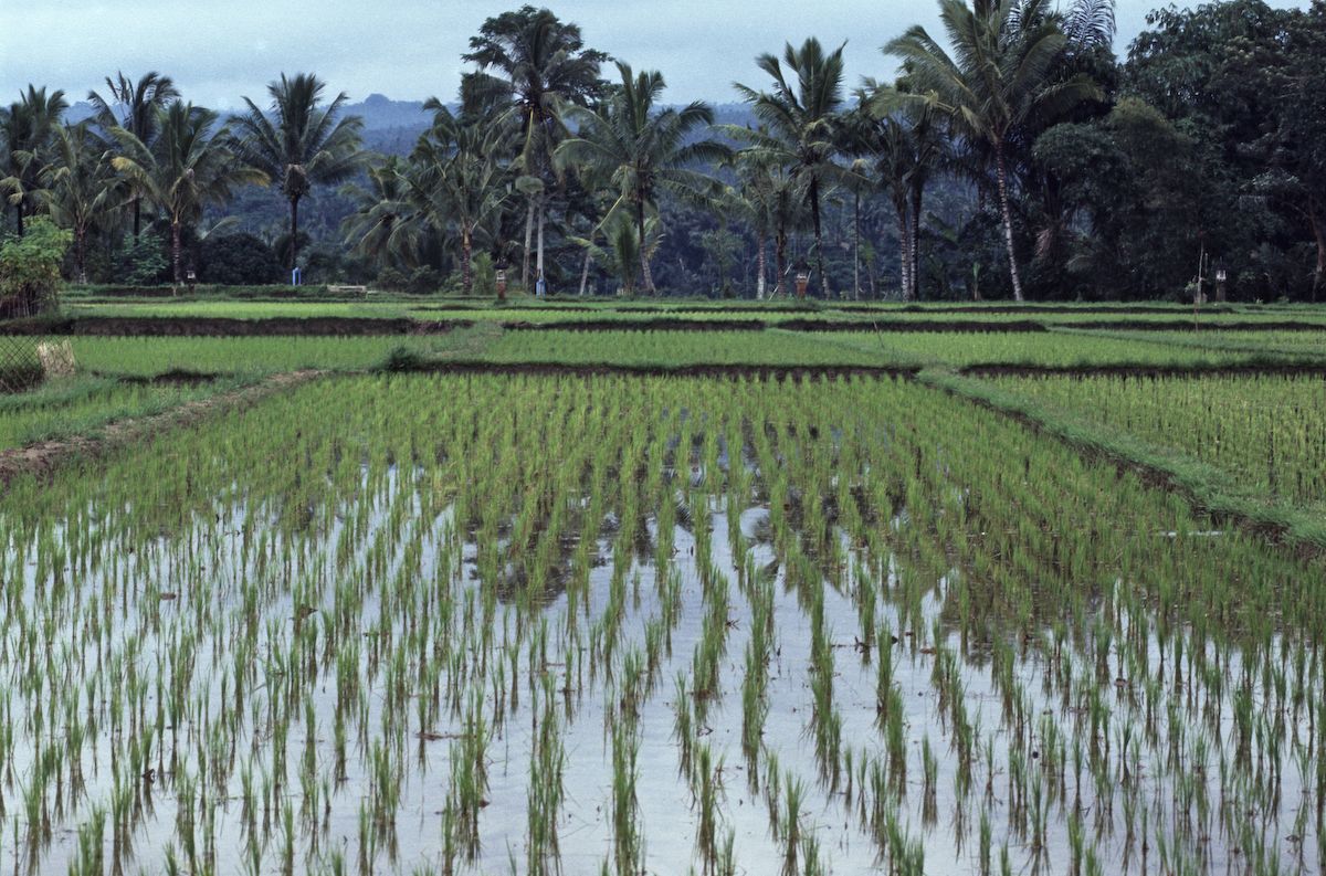 bali 1995