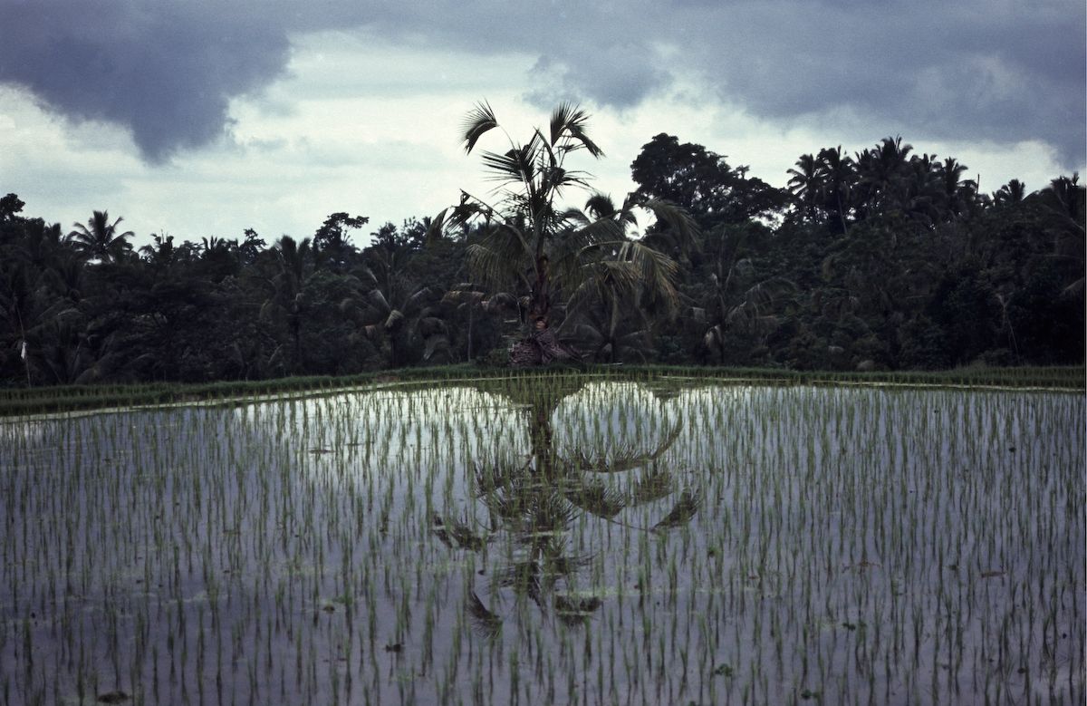 bali 1995