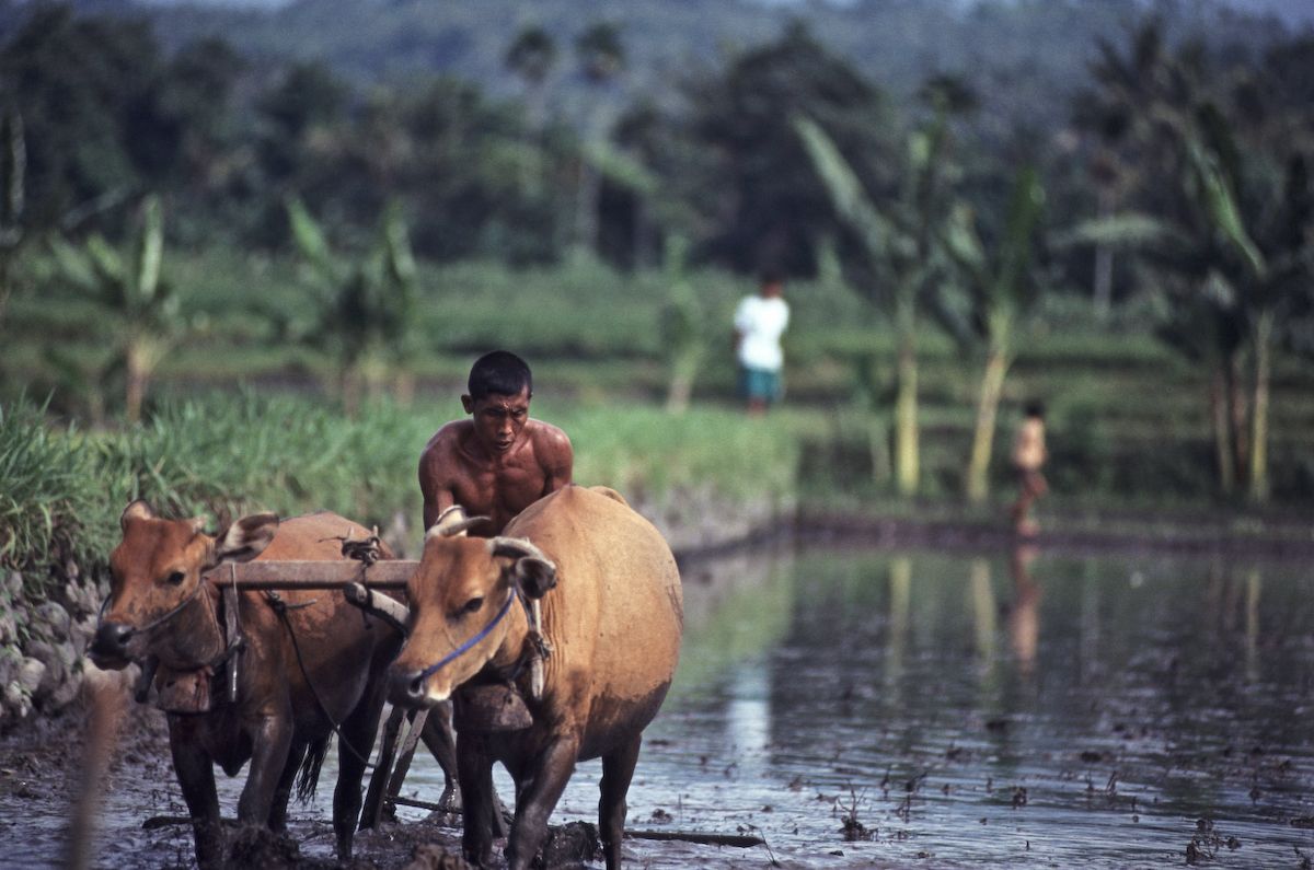 bali 1995