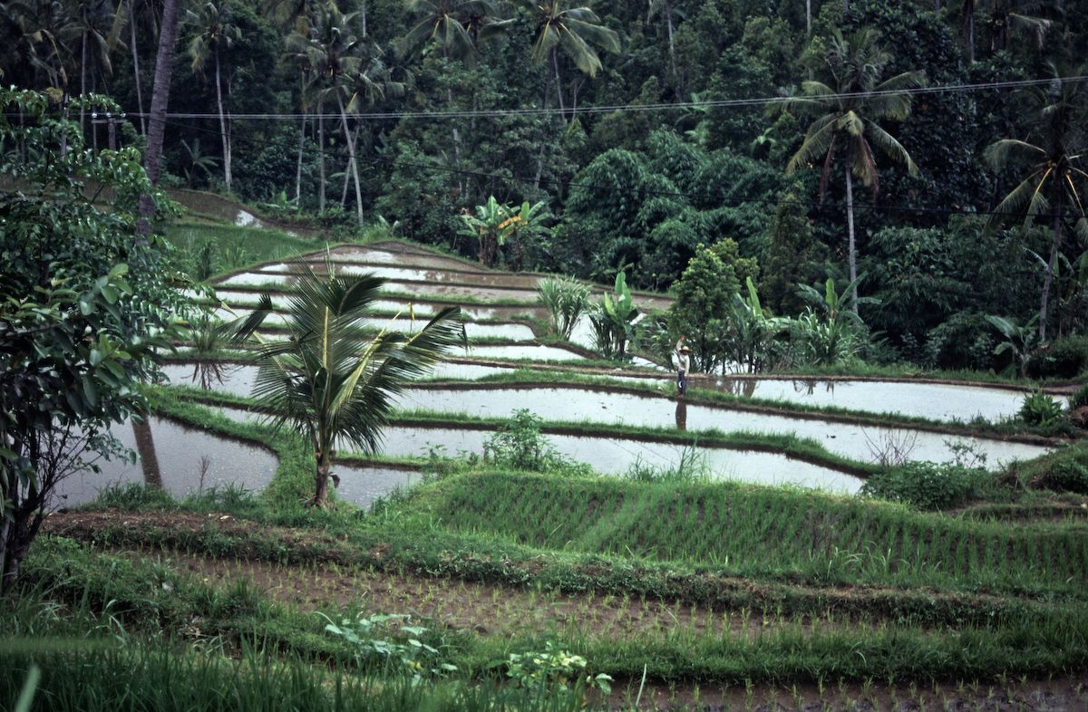 bali 1995