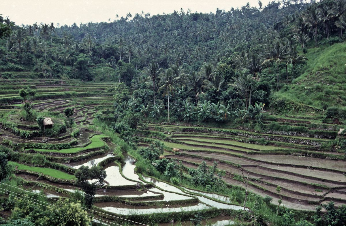 bali 1995