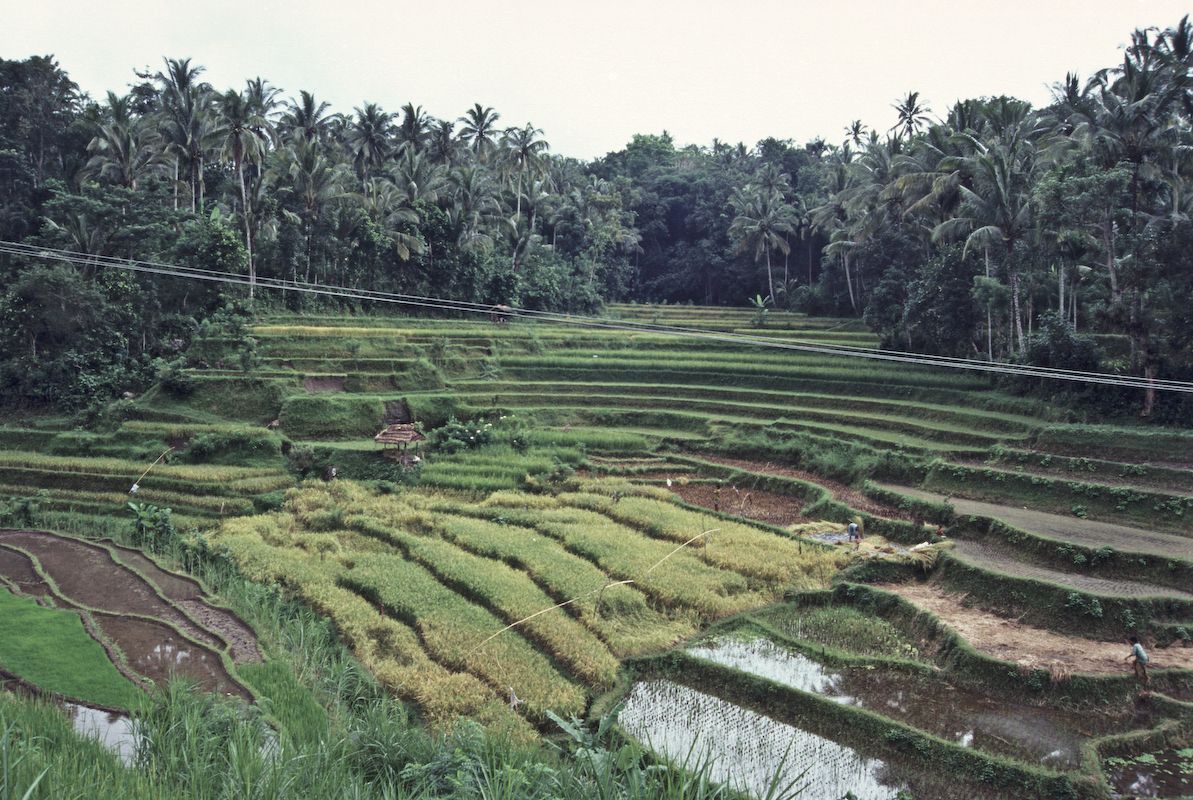 bali 1995