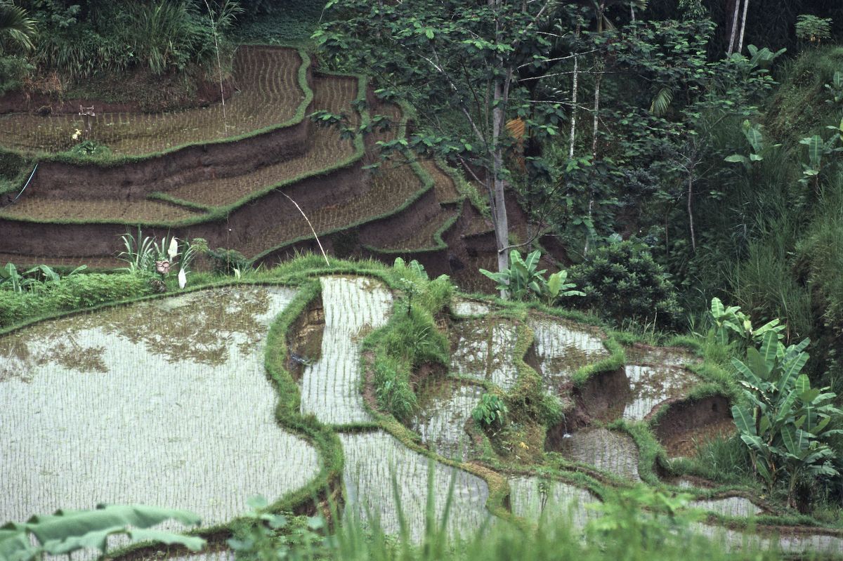 bali 1995