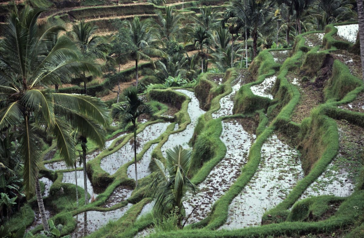 bali 1995
