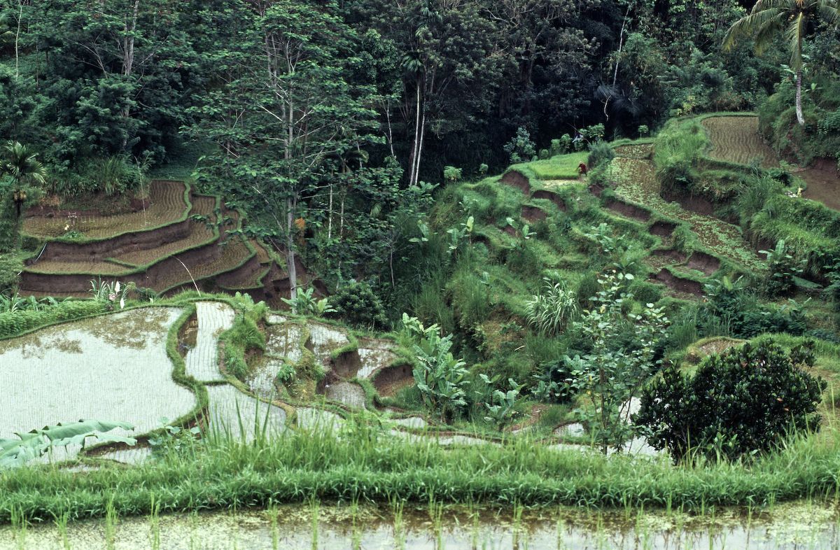 bali 1995