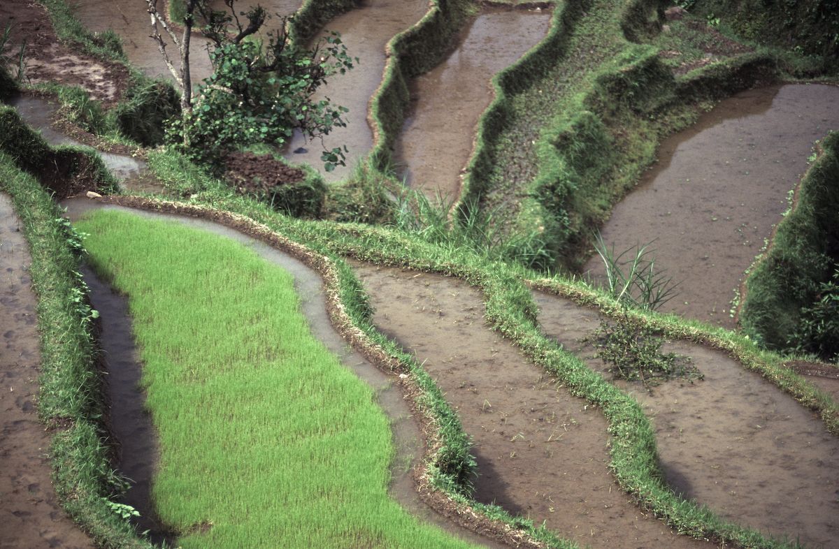 bali 1995