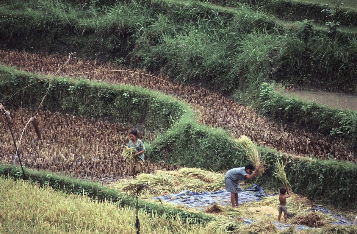bali 1995