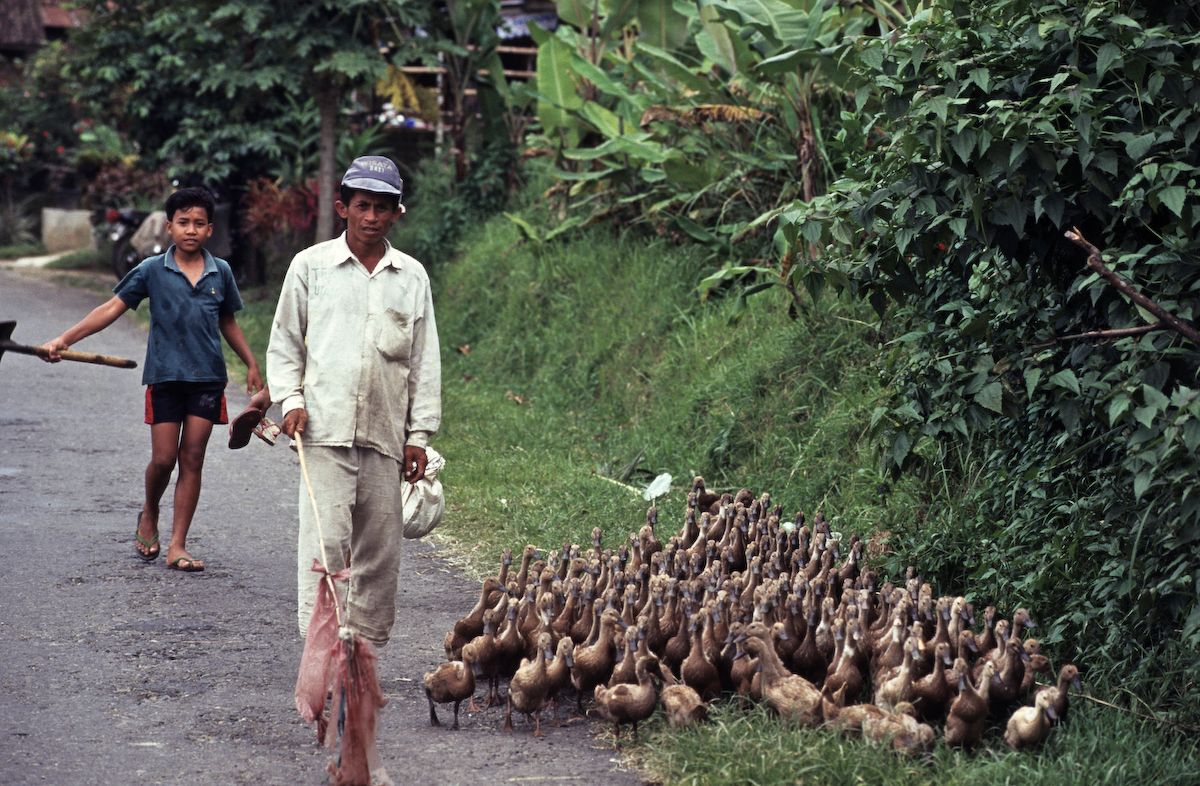 bali 1995