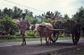 bali 1995