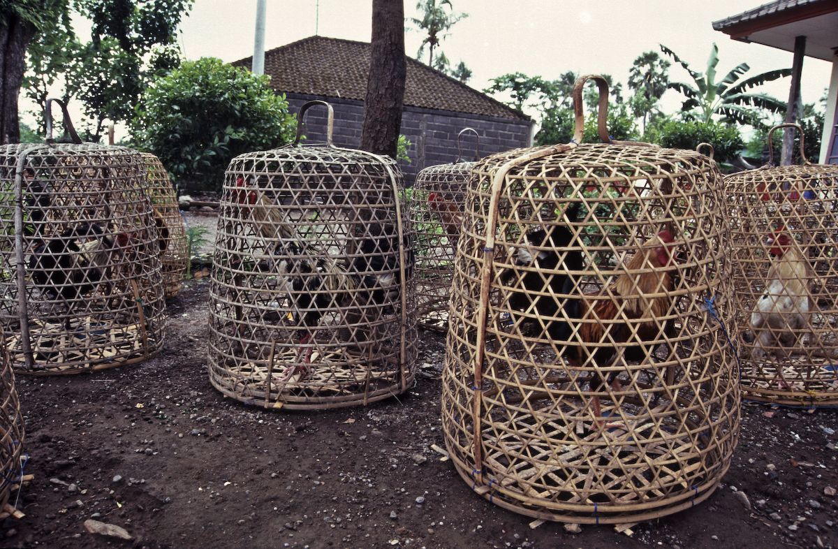 bali 1995