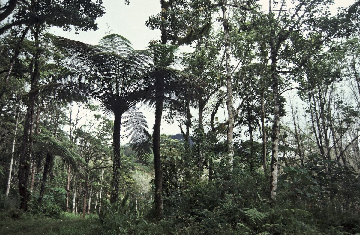 bali 1995