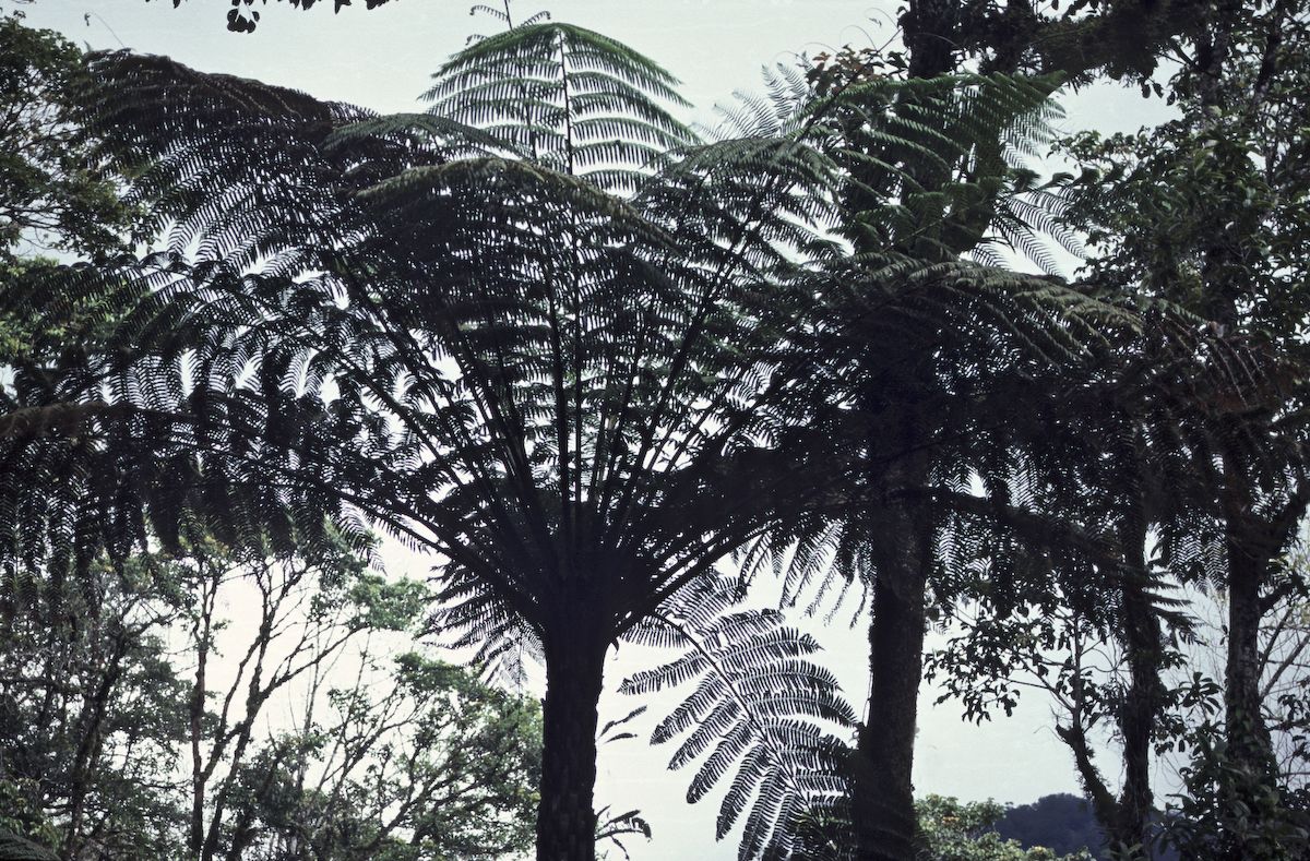bali 1995