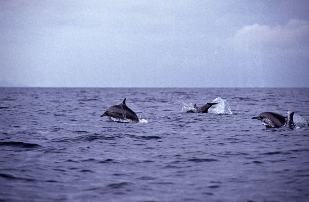 bali 1995