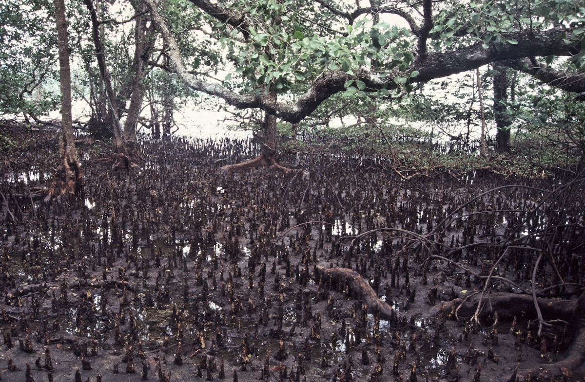 bali 1995