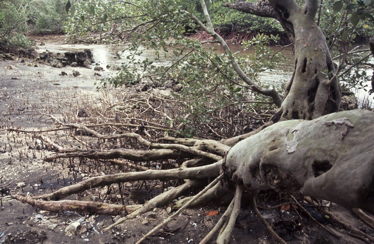 bali 1995