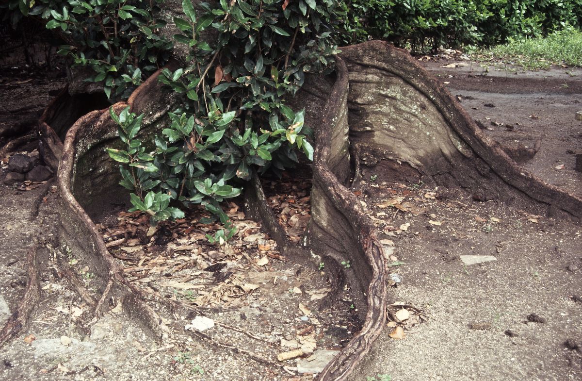 bali 1995