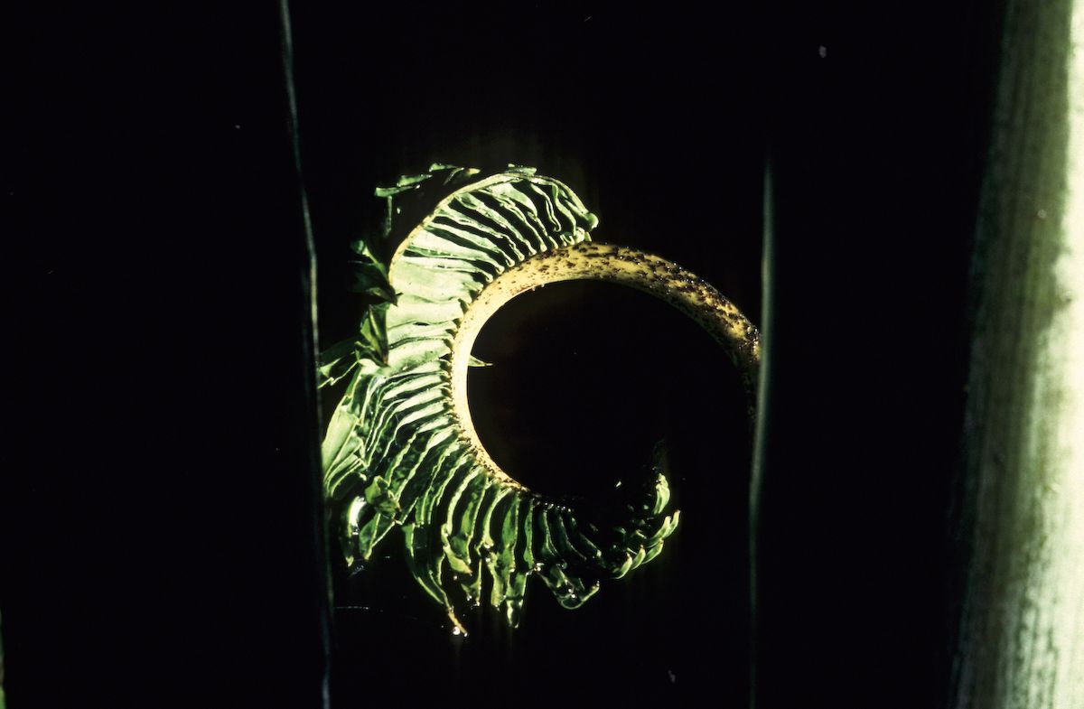 bali 1995