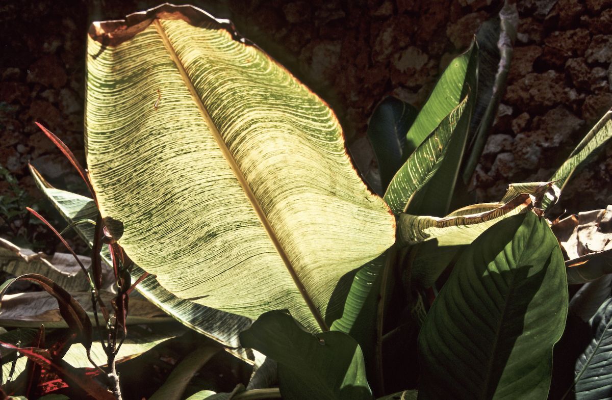 bali 1995