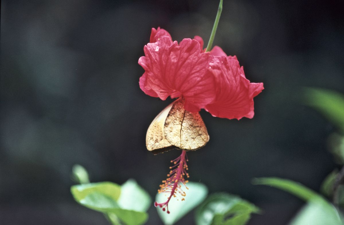 bali 1995