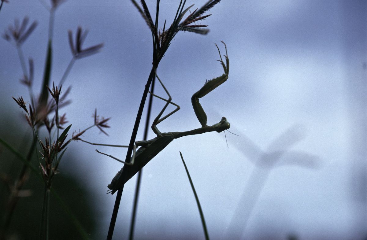 bali 1995
