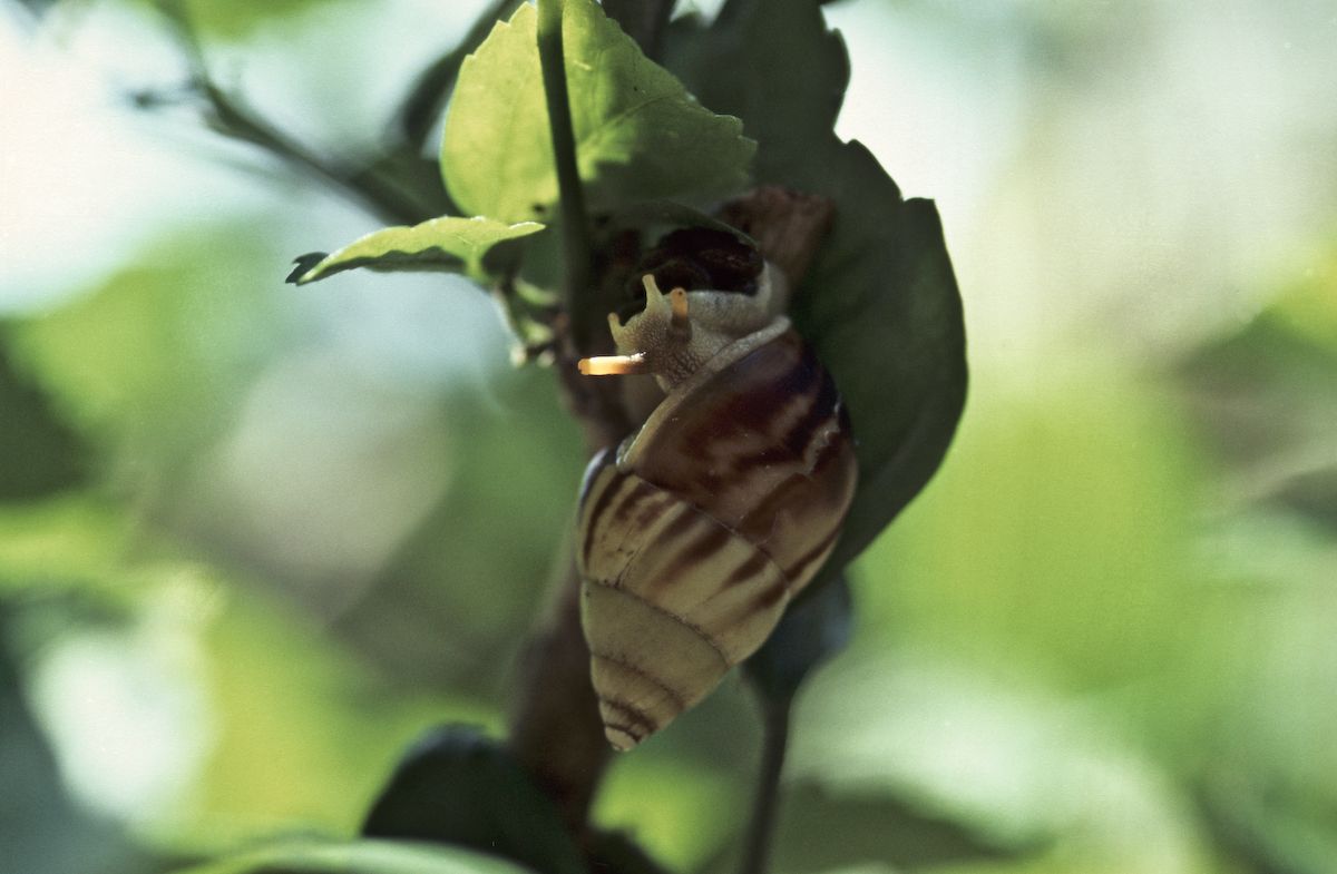 bali 1995