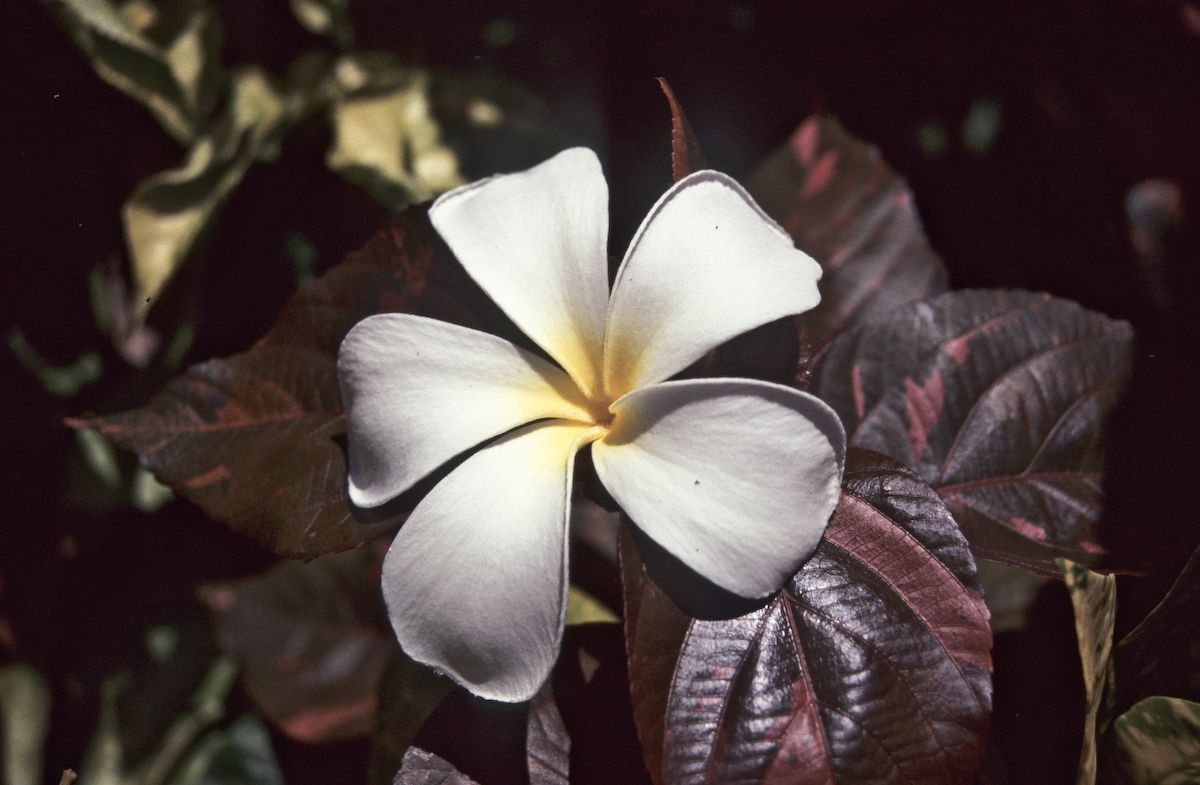 bali 1995