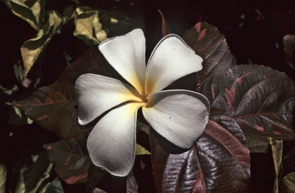 bali 1995