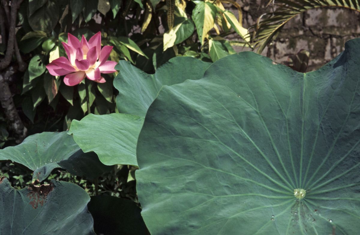 bali 1995