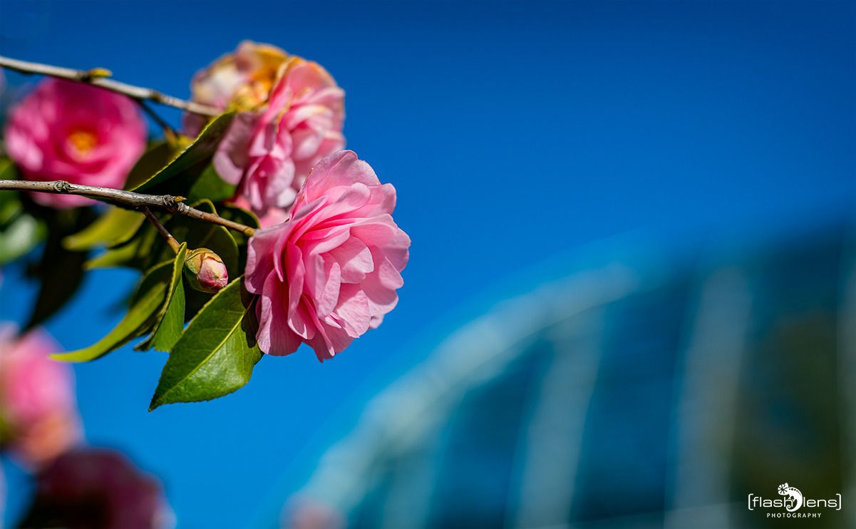 flora